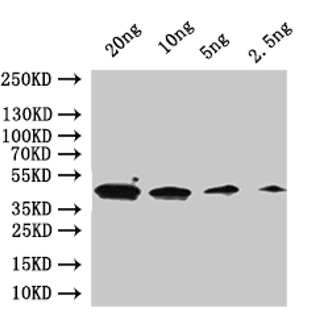 Western Blot. Positive WB detected in: recombinant protein. All lanes:GPA1  Antibody at 1:1000. Secondary. Goat polyclonal to rabbit IgG at 1/50000 dilution. Predicted band size: 46 kDa. Observed band size: 46 kDa. 