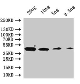 Western Blot. Positive WB detected in: recombinant protein. All lanes:GPA1  Antibody at 1:1000. Secondary. Goat polyclonal to rabbit IgG at 1/50000 dilution. Predicted band size: 46 kDa. Observed band size: 46 kDa. 