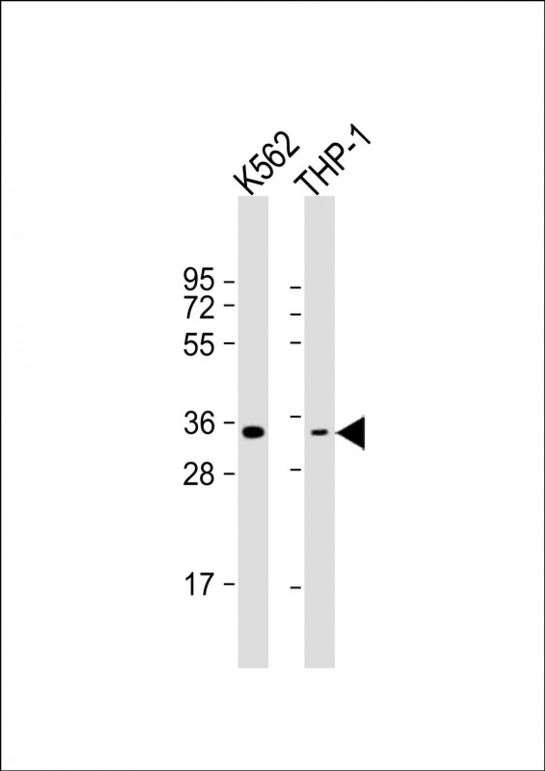 Western Blot at 1:1000 dilution Lane 1: K562 whole cell lysate Lane 2: THP-1 whole cell lysate Lysates/proteins at 20 ug per lane.