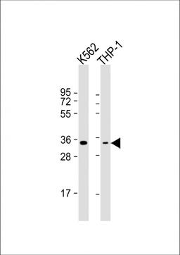 Western Blot at 1:1000 dilution Lane 1: K562 whole cell lysate Lane 2: THP-1 whole cell lysate Lysates/proteins at 20 ug per lane.