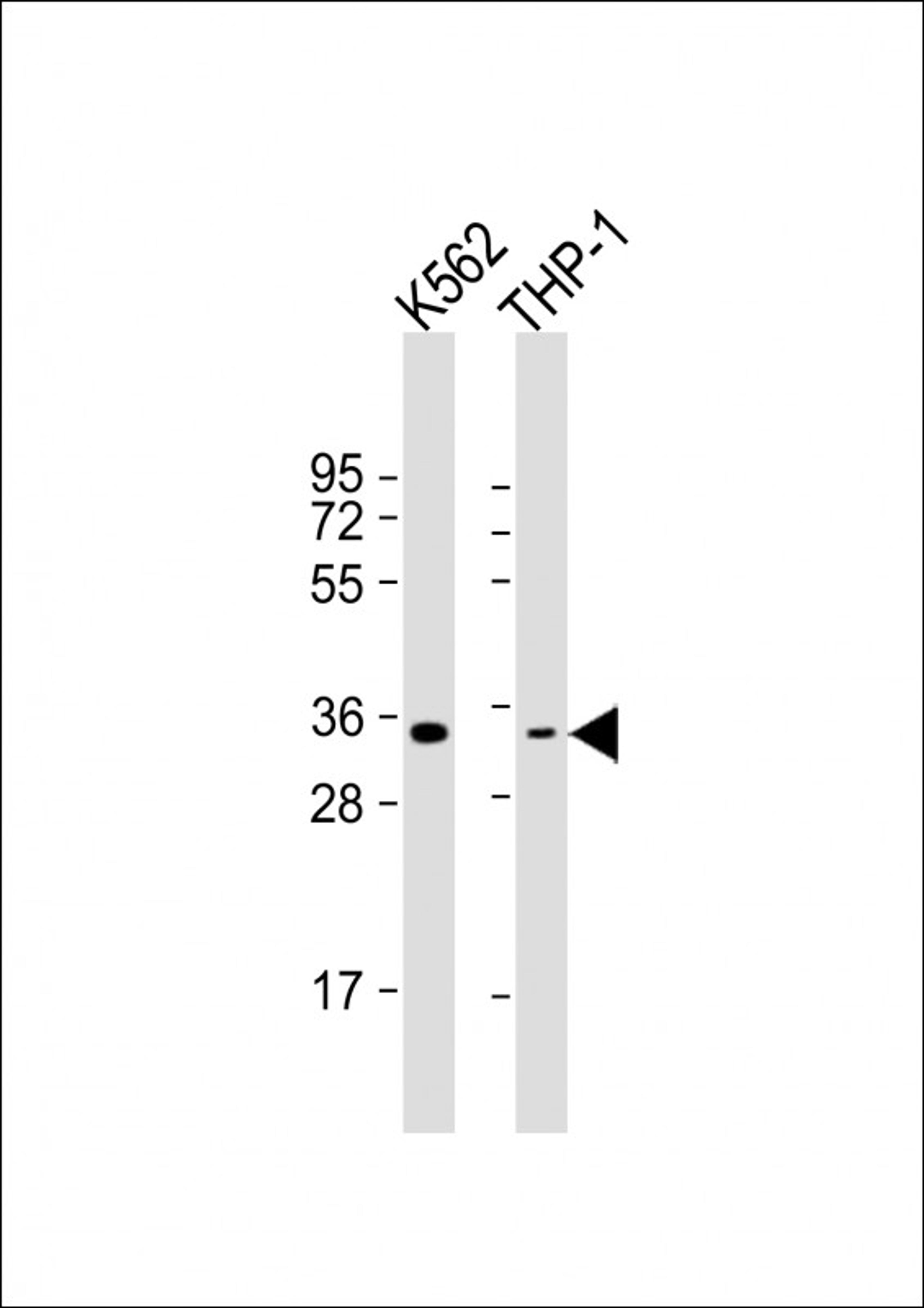 Western Blot at 1:1000 dilution Lane 1: K562 whole cell lysate Lane 2: THP-1 whole cell lysate Lysates/proteins at 20 ug per lane.