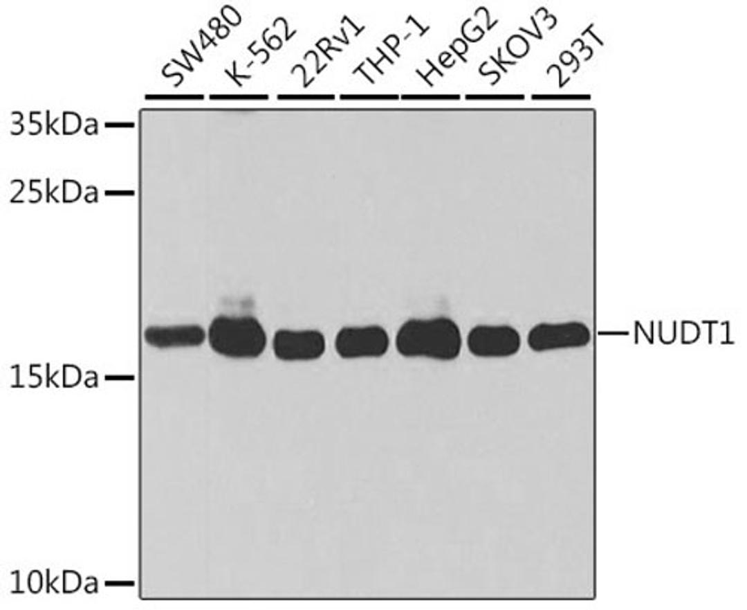 Western blot - NUDT1 antibody (A13330)