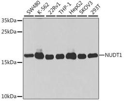 Western blot - NUDT1 antibody (A13330)