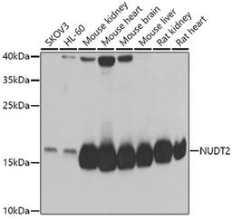 Western blot - NUDT2 antibody (A6868)