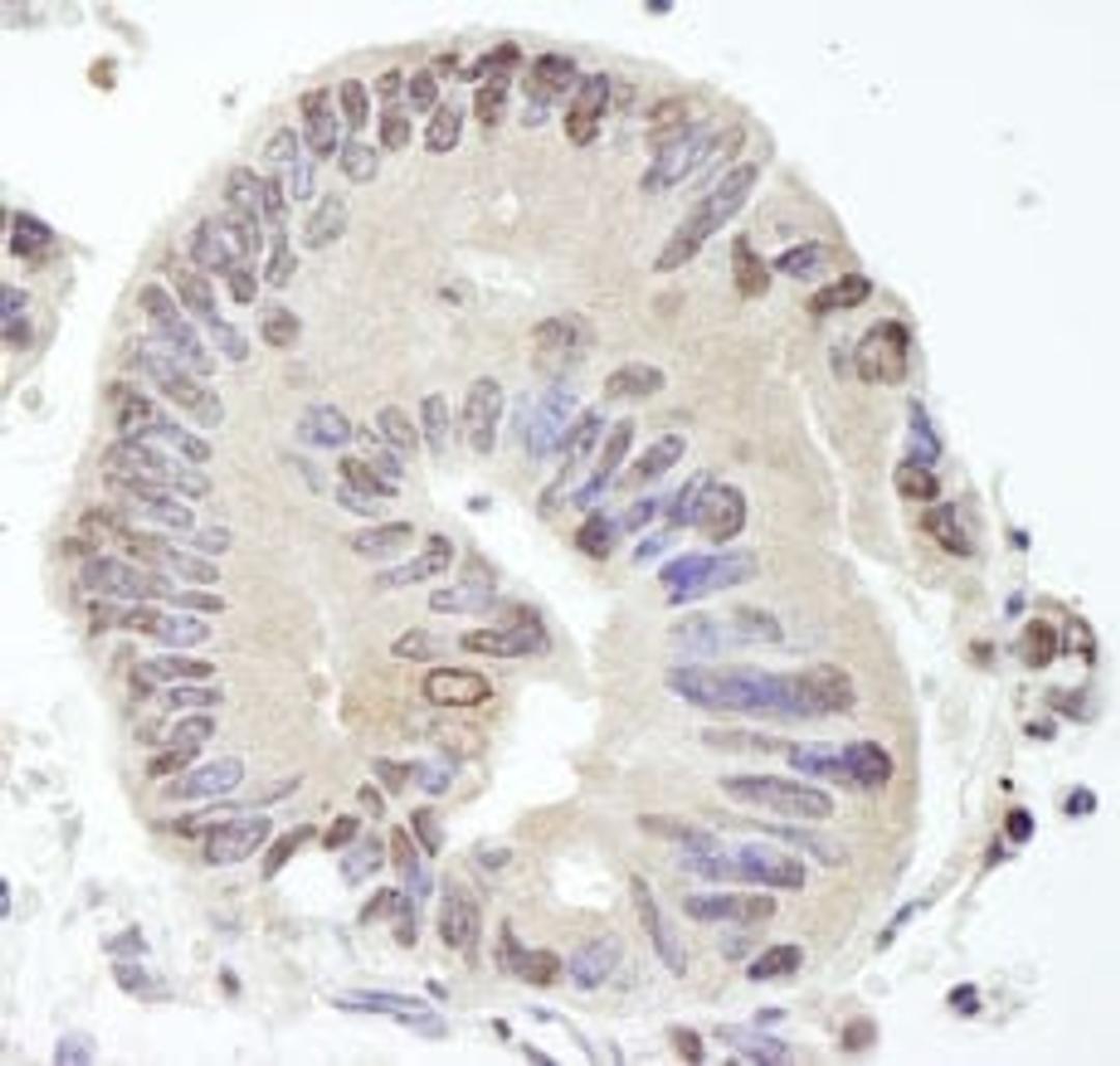 Detection of human USP10 by immunohistochemistry.