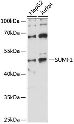 Western blot - SUMF1 antibody (A14304)