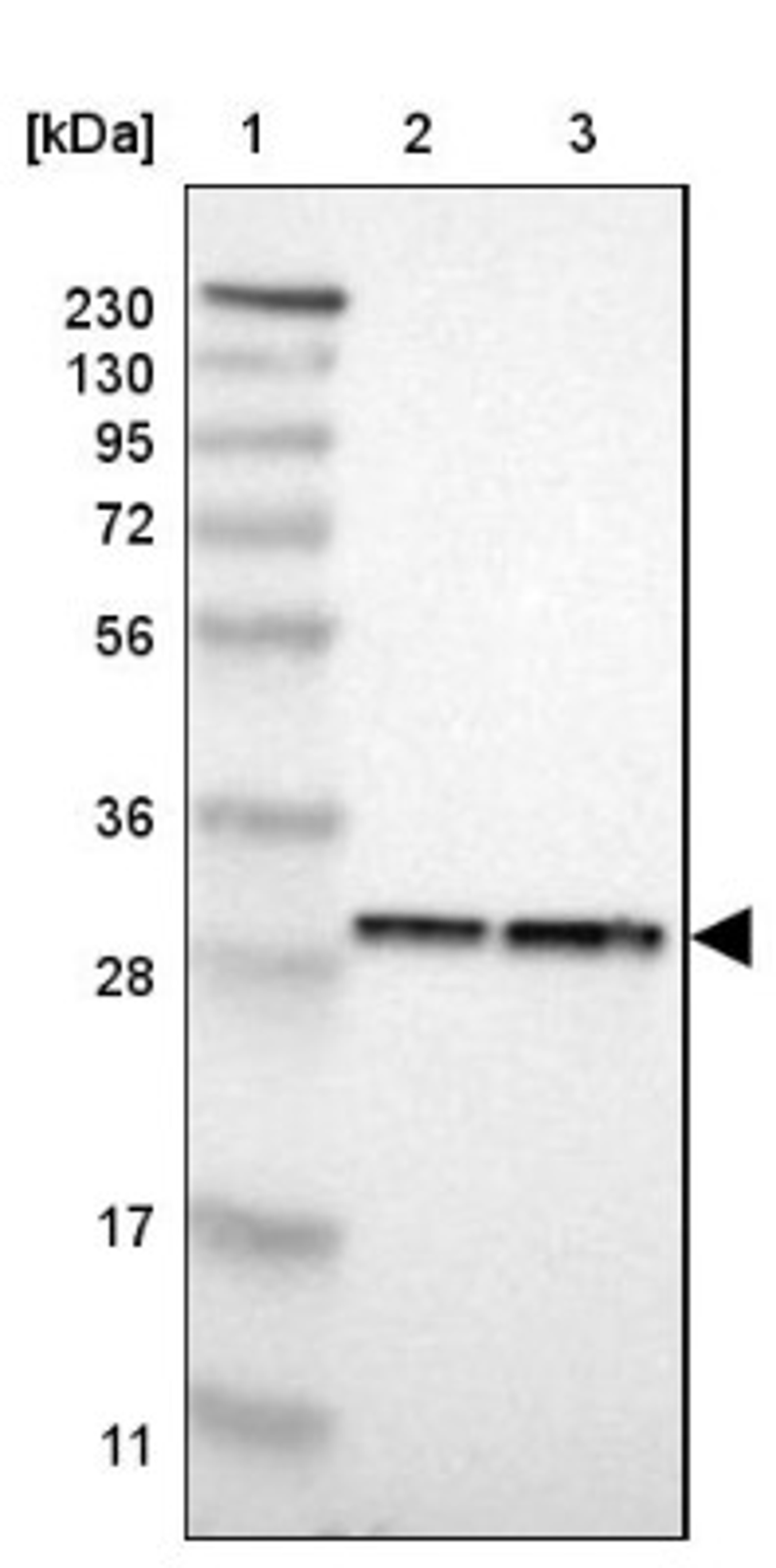 Western Blot: PSME1 Antibody [NBP1-83121] - Lane 1: Marker [kDa] 230, 130, 95, 72, 56, 36, 28, 17, 11<br/>Lane 2: Human cell line RT-4<br/>Lane 3: Human cell line U-251MG sp