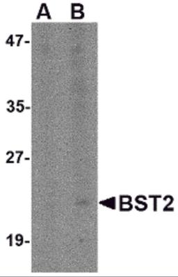 Western blot analysis of Bst2 in Daudi cell lysate with Bst2 antibody at (A) 1 and (B) 2 μg/mL.