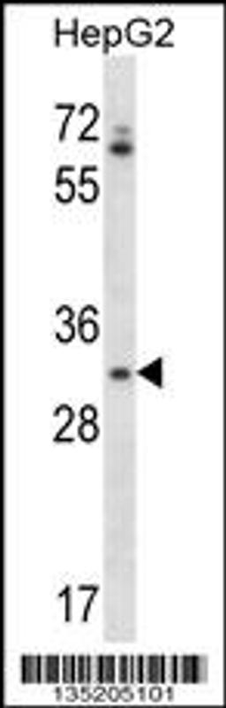 Western blot analysis in HepG2 cell line lysates (35ug/lane).