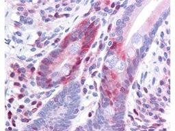 Immunohistochemical staining of human tissues using Pdcd4 (phospho-S457) antibody