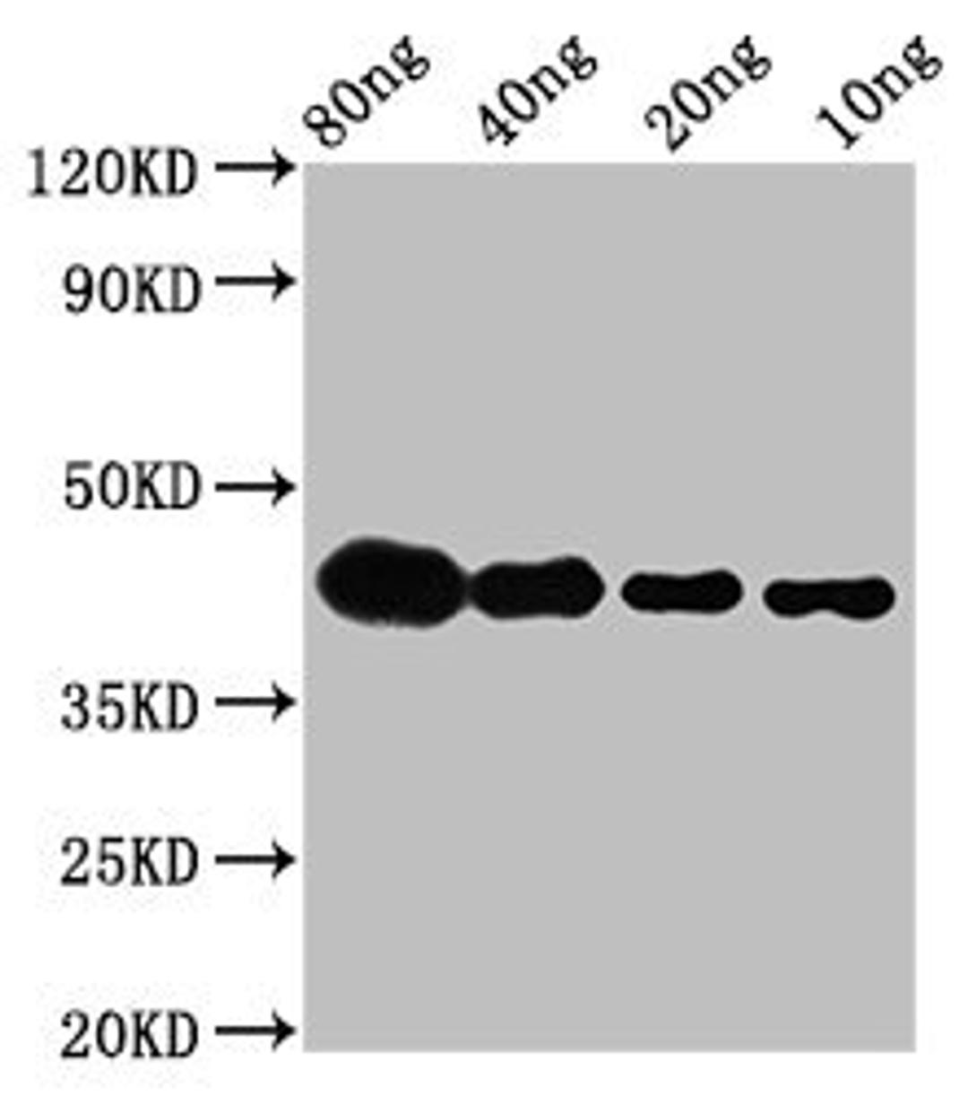 Western Blot. Positive WB detected in Recombinant protein. All lanes: lta antibody at 2.8µg/ml. Secondary. Goat polyclonal to rabbit IgG at 1/50000 dilution. Predicted band size: 40 kDa. Observed band size: 42 kDa