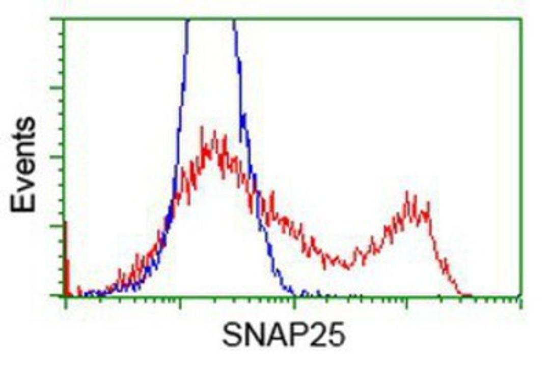 Flow Cytometry: SNAP25 Antibody (4G5) [NBP2-00795] - HEK293T cells transfected with either overexpression plasmid (Red) or empty vector control plasmid (Blue) were immunostained by anti-SNAP25 antibody, and then analyzed by flow cytometry.