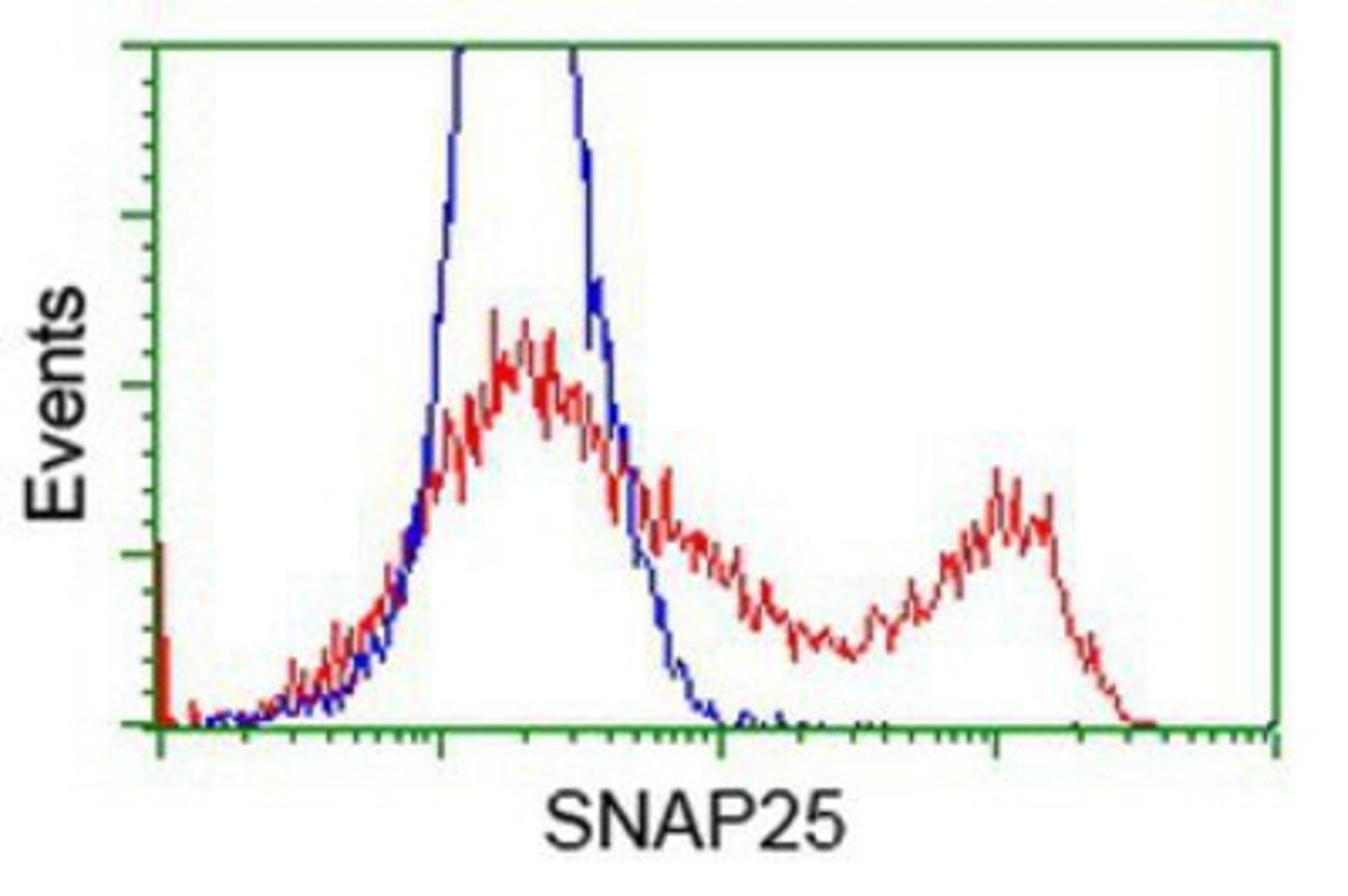 Flow Cytometry: SNAP25 Antibody (4G5) [NBP2-00795] - HEK293T cells transfected with either overexpression plasmid (Red) or empty vector control plasmid (Blue) were immunostained by anti-SNAP25 antibody, and then analyzed by flow cytometry.