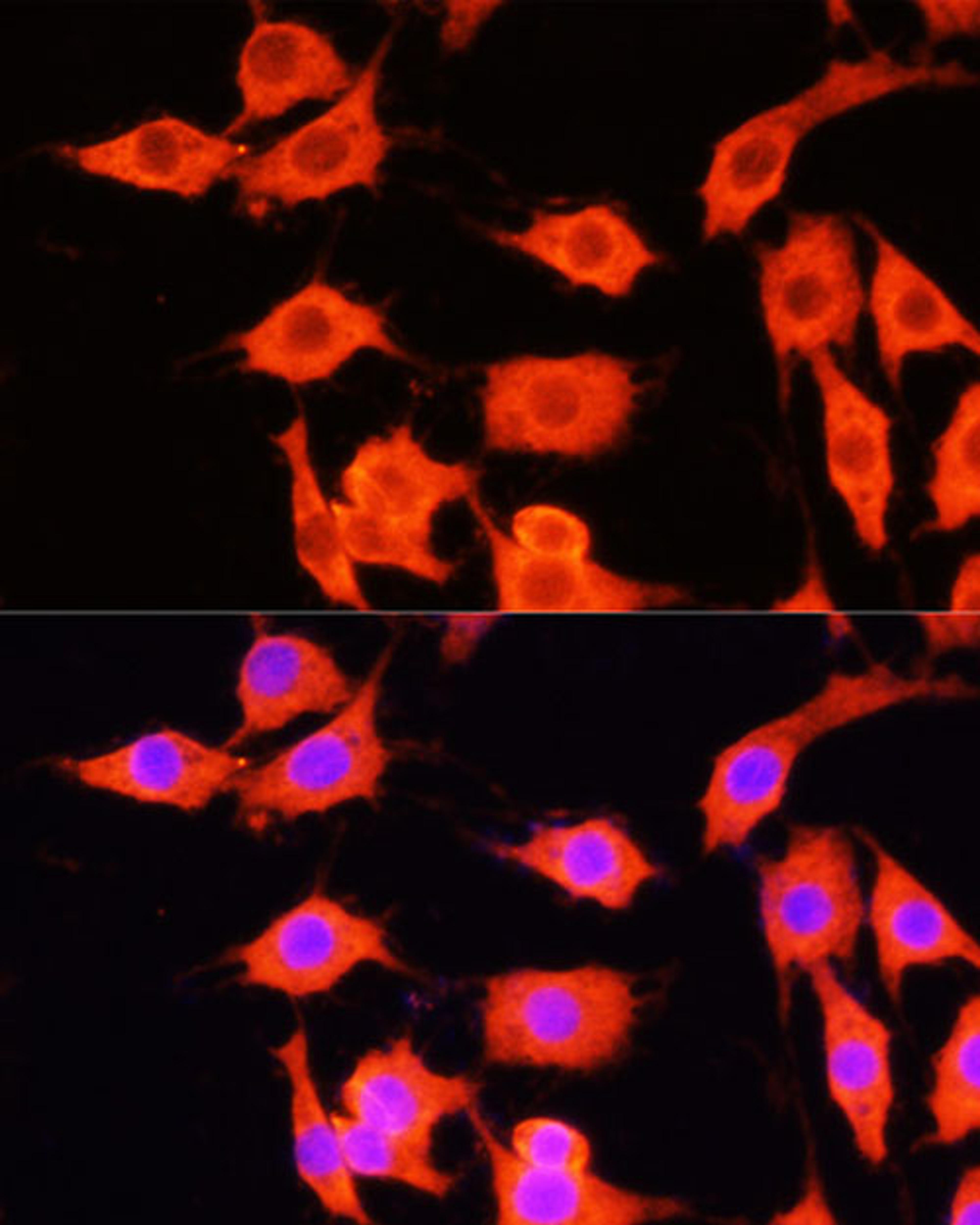 Immunofluorescence - SERPINA12 antibody (A14160)