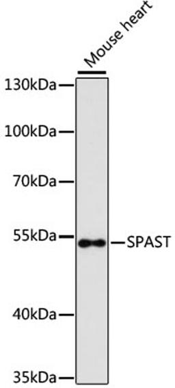 Western blot - SPAST antibody (A9543)