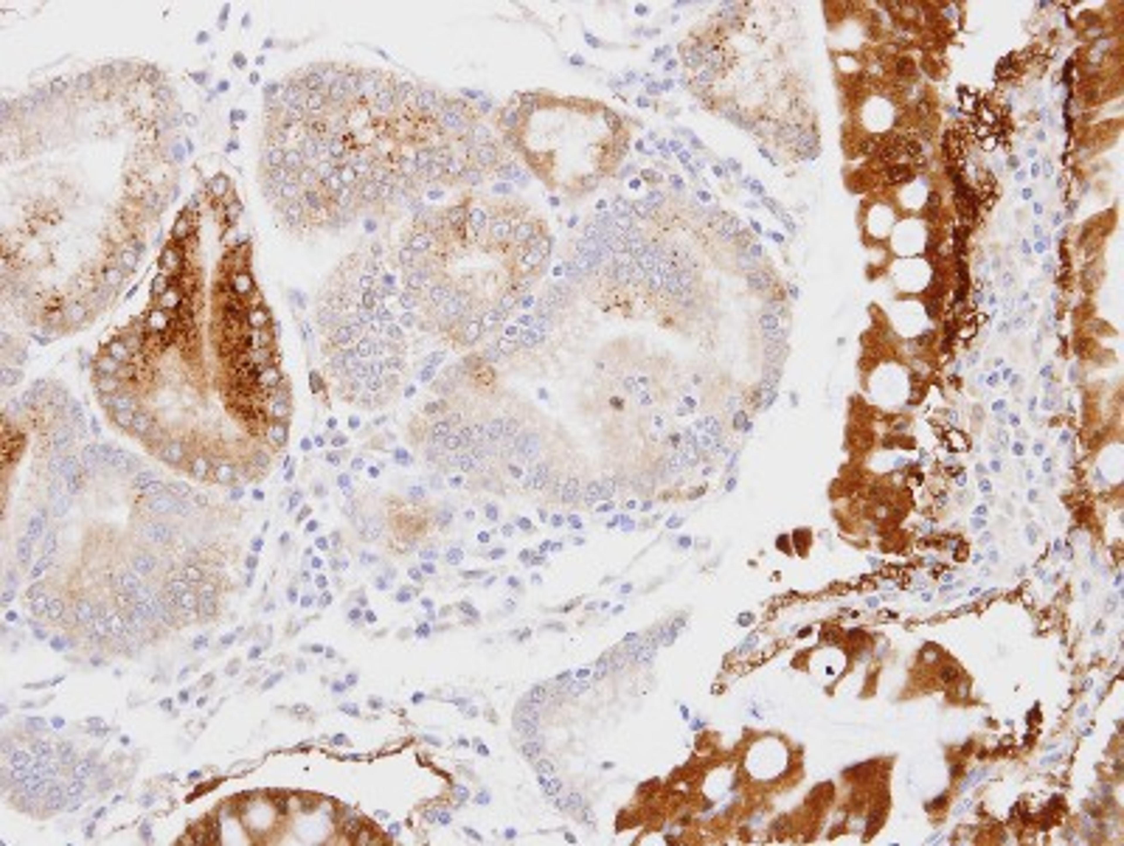 Immunohistochemistry-Paraffin: GPD1L Antibody [NBP1-32279] - Paraffin-embedded stomach, using antibody at 1:100 dilution.