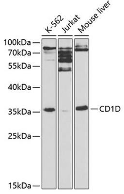 Western blot - CD1D antibody (A1760)