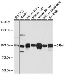 Western blot - GRIA4 antibody (A1492)