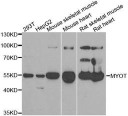 Western blot analysis of extracts of various cell lines using MYOT antibody