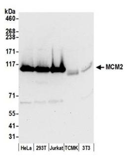 Detection of human and mouse MCM2 by western blot.