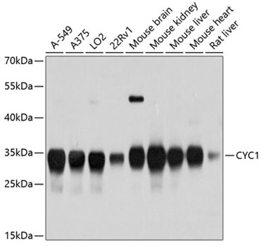 Western blot - CYC1 antibody (A10449)