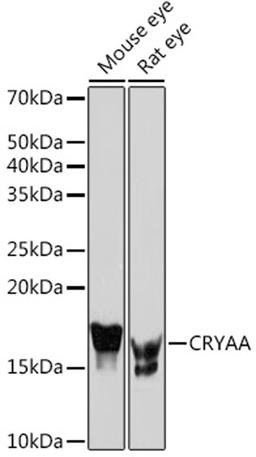 Western blot - CRYAA Rabbit mAb (A5111)