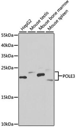 Western blot - POLE3 antibody (A6469)