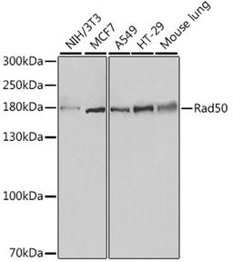 Western blot - Rad50 antibody (A0182)