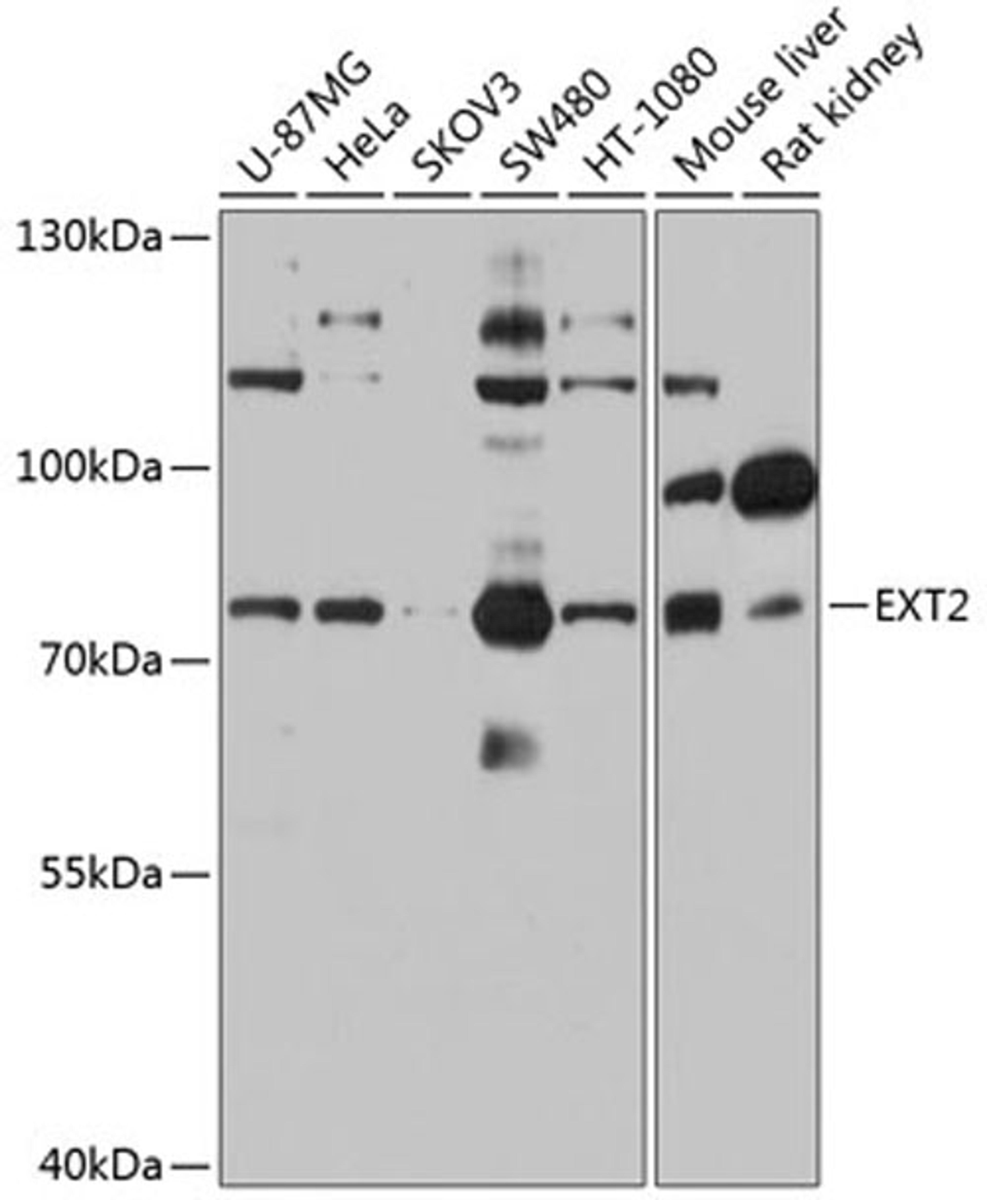 Western blot - EXT2 antibody (A1973)