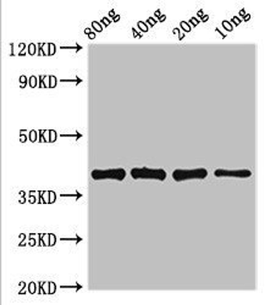 Western blot analysis of Recombinant protein using lexA antibody