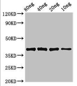 Western blot analysis of Recombinant protein using lexA antibody