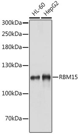 Western blot - RBM15 antibody (A4936)