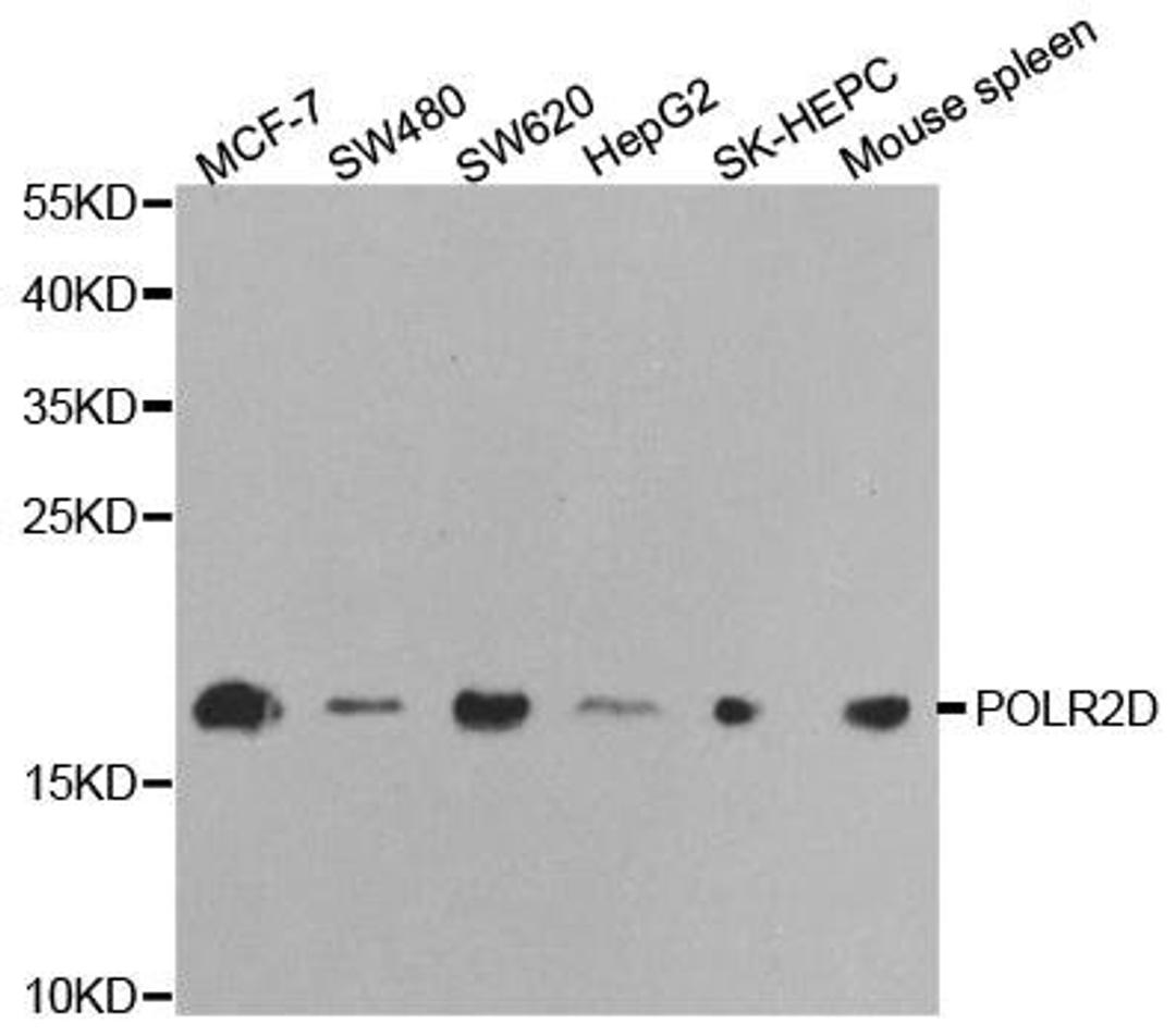 Western blot analysis of extracts of various cell lines using POLR2D antibody