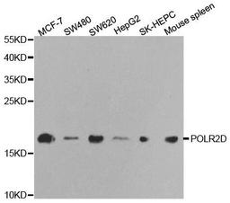 Western blot analysis of extracts of various cell lines using POLR2D antibody