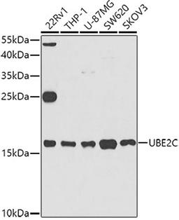 Western blot - UBE2C antibody (A5499)