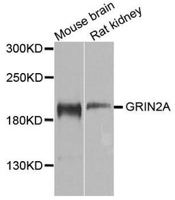 Western blot analysis of extracts of various cells using NMDAR2A antibody