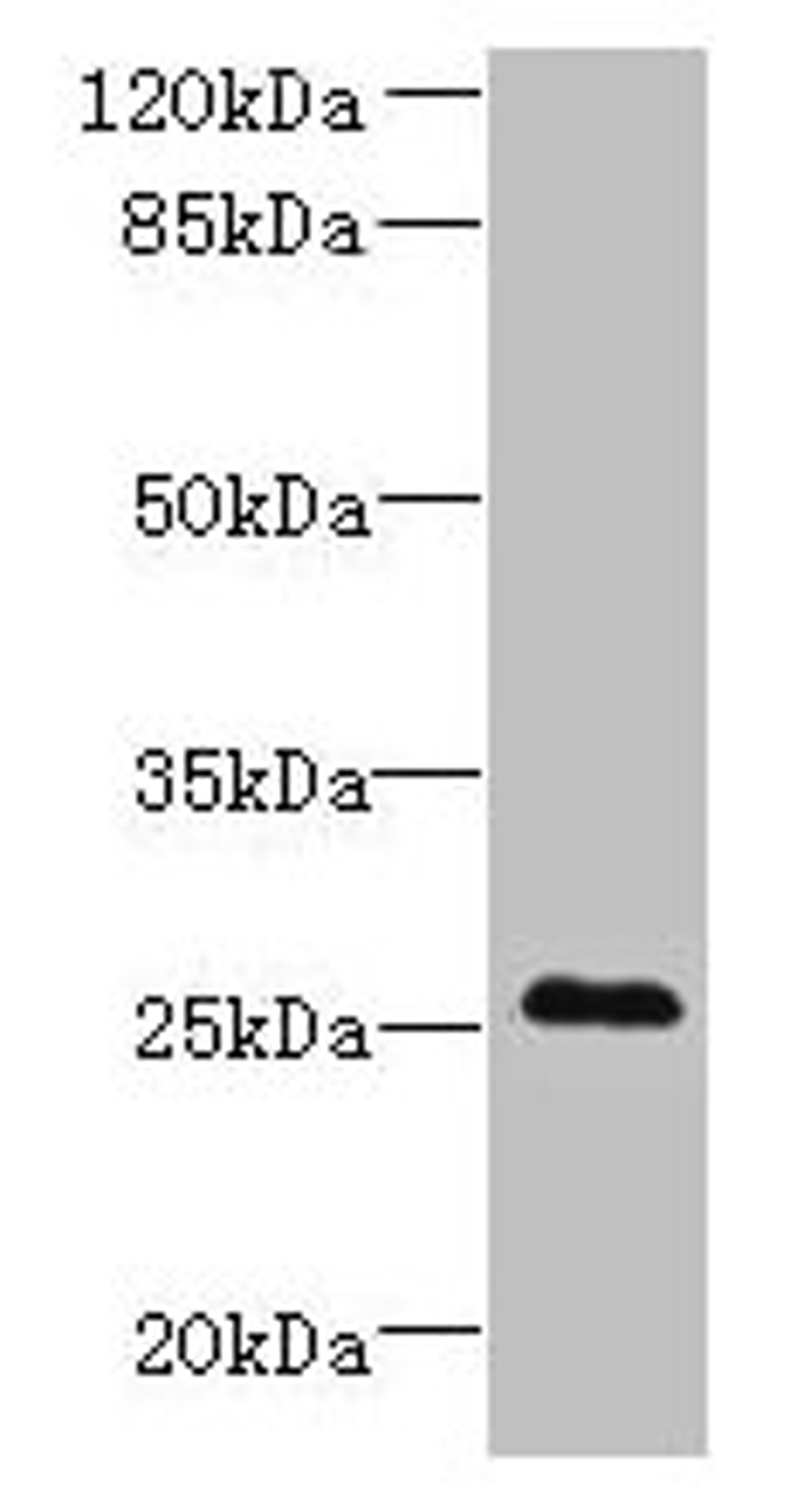 Western blot. All lanes: C11orf53 antibody at 0.8µg/ml + Mouse gonadal tissue. Secondary. Goat polyclonal to rabbit IgG at 1/10000 dilution. Predicted band size: 26 kDa. Observed band size: 26 kDa