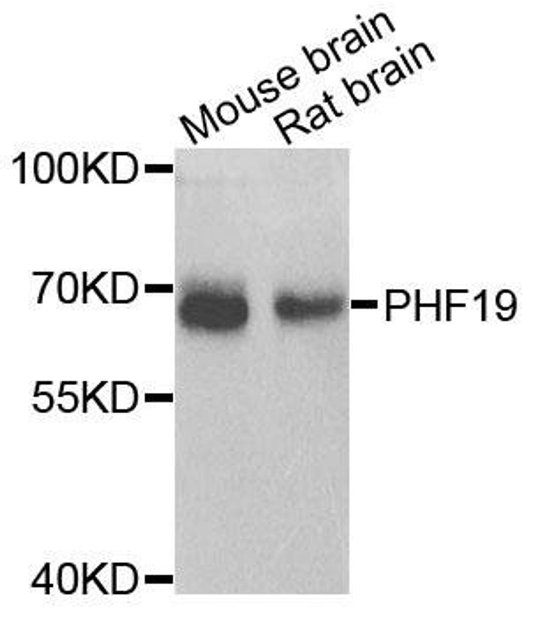 Western blot analysis of extracts of various cells using PHF19 antibody