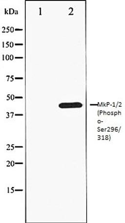 Western blot analysis of heatshockK562 whole cell lysates using MKP-1/2 (Phospho-Ser296/318) antibody, The lane on the left is treated with the antigen-specific peptide.