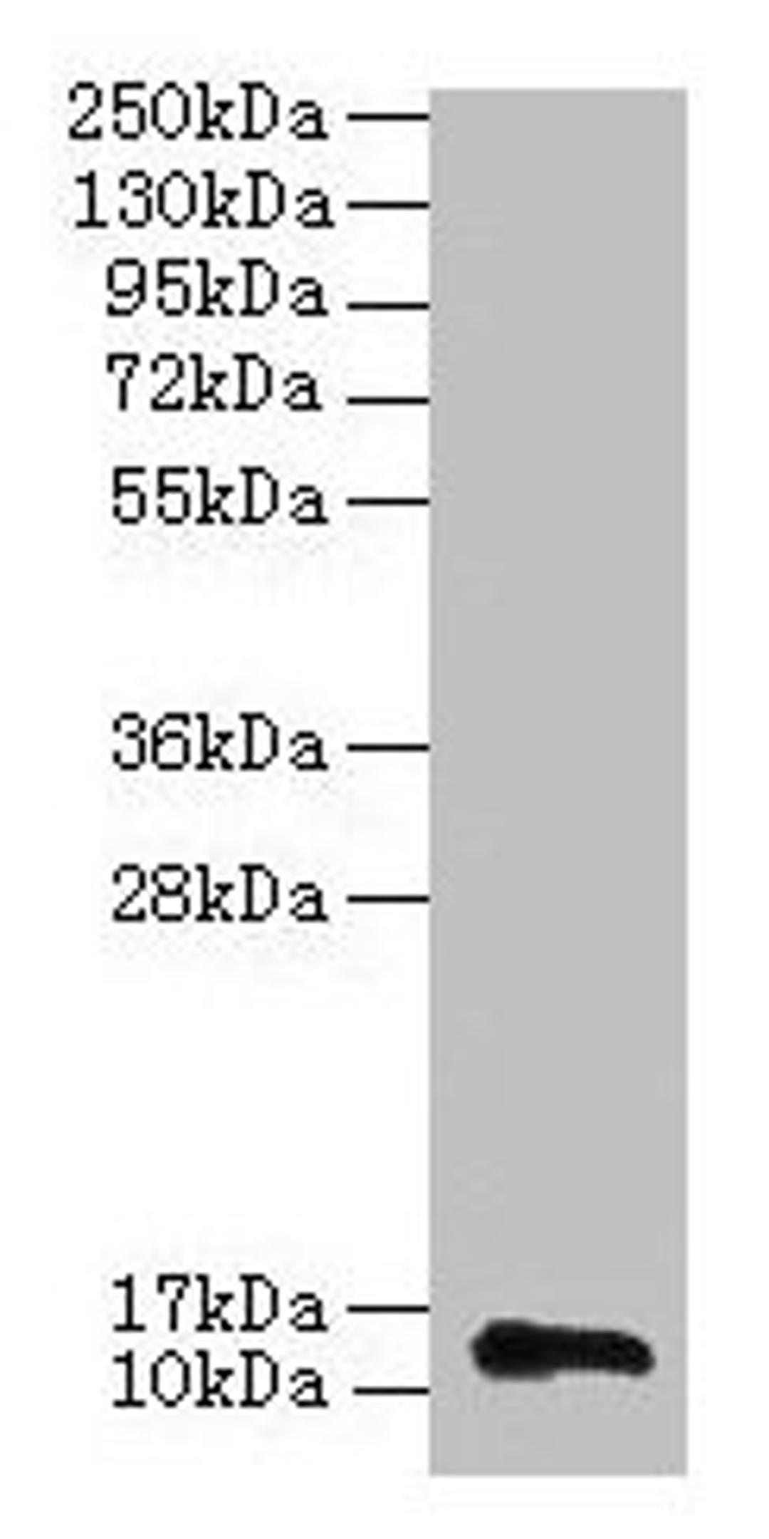 Western blot. All Lane: RPL36AL antibody at 2µg/ml + 293T whole cell lysate. Secondary. Goat polyclonal to rabbit IgG at 1/15000 dilution. Predicted band size: 13 kDa. Observed band size: 13 kDa