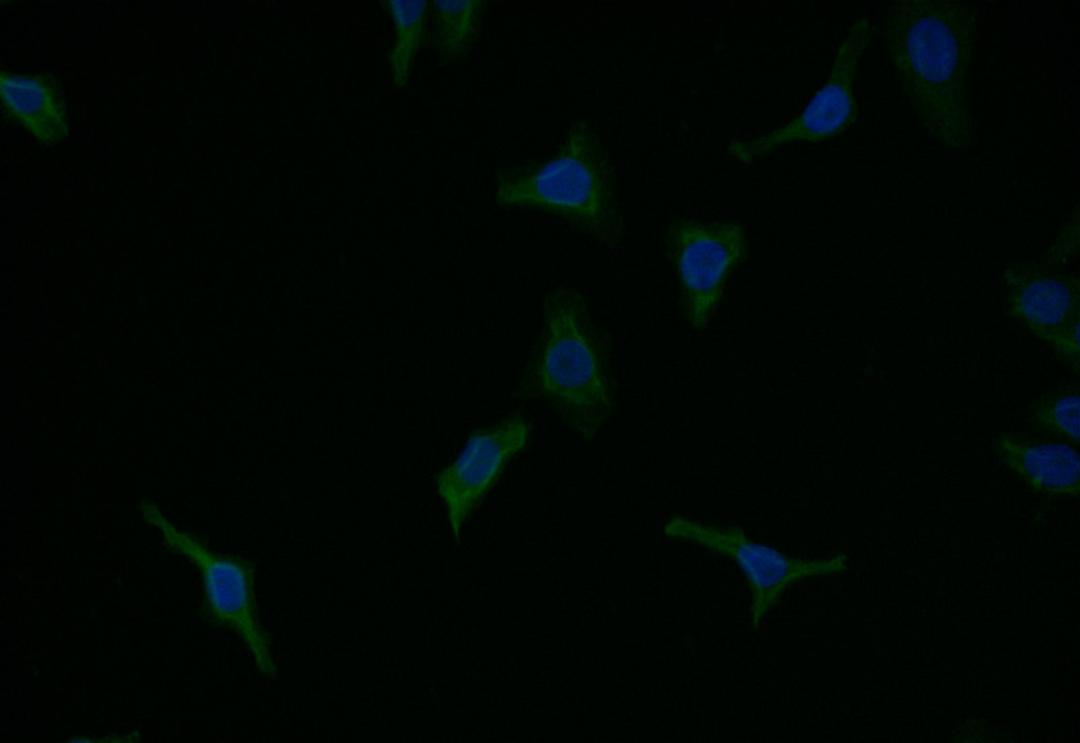 Immunofluorescence staining of HepG2 with CSB-RA940979A0HU at 1:7, counter-stained with DAPI. The cells were fixed in 4% formaldehyde and blocked in 10% normal Goat Serum. The cells were then incubated with the antibody overnight at 4°C. The secondary antibody was Alexa Fluor 525-congugated AffiniPure Goat Anti-Rabbit IgG(H+L).