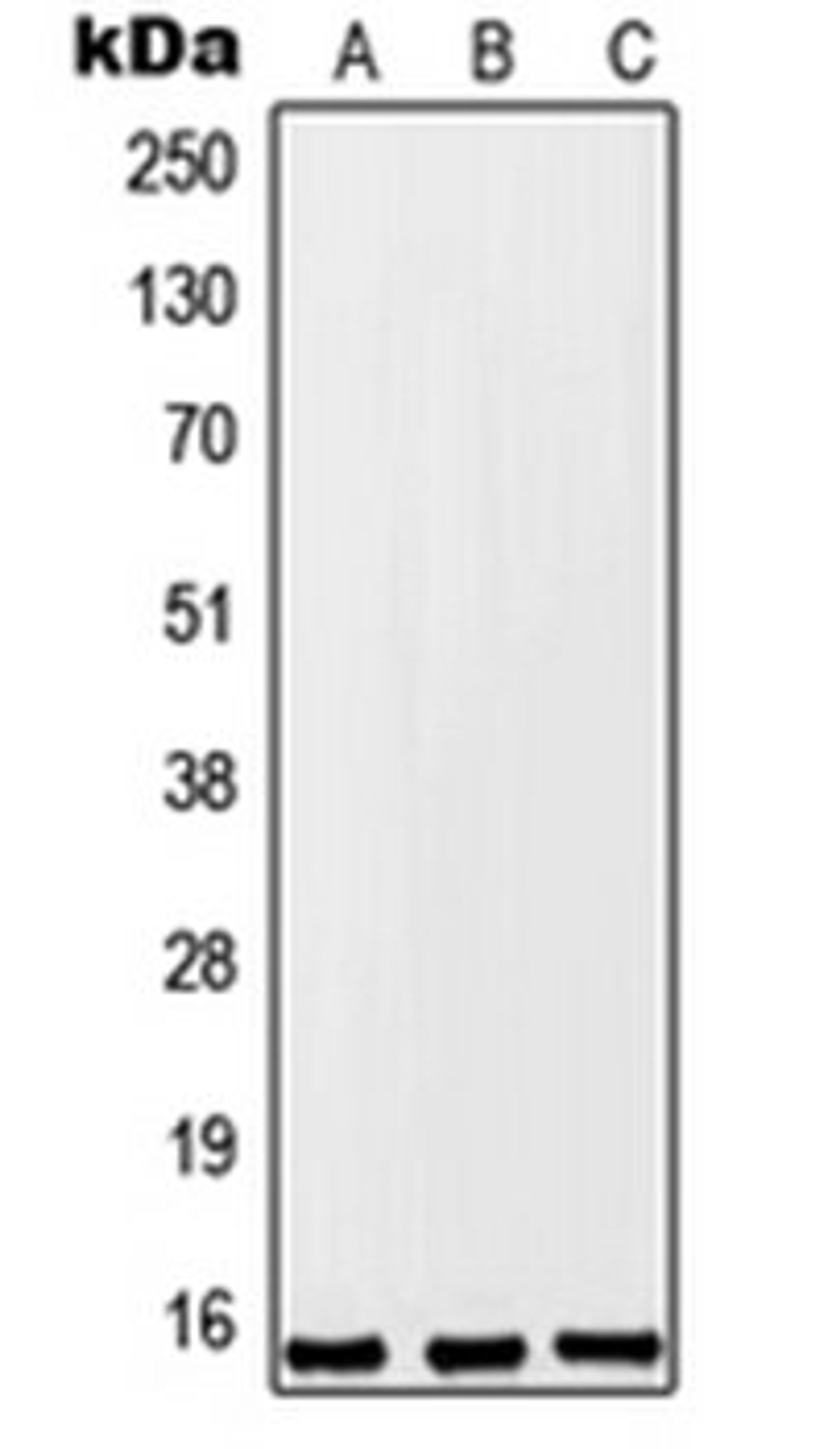 Western blot analysis of A549 (Lane 1), Raw264.7 (Lane 2), PC12 (Lane 3) whole cell lysates using FKSG2 antibody