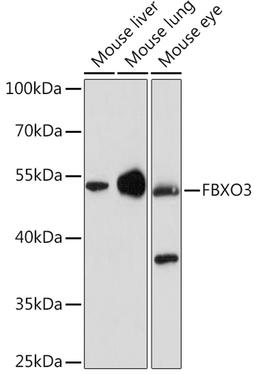 Western blot - FBXO3 Rabbit pAb (A15813)