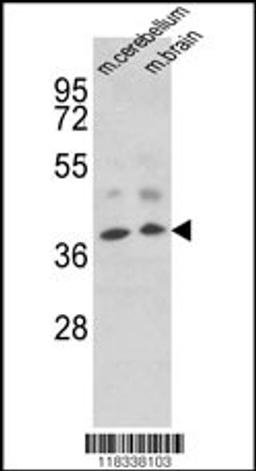 Western blot analysis of EN2 Antibody in mouse cerebellum, brain tissue lysates (35ug/lane)