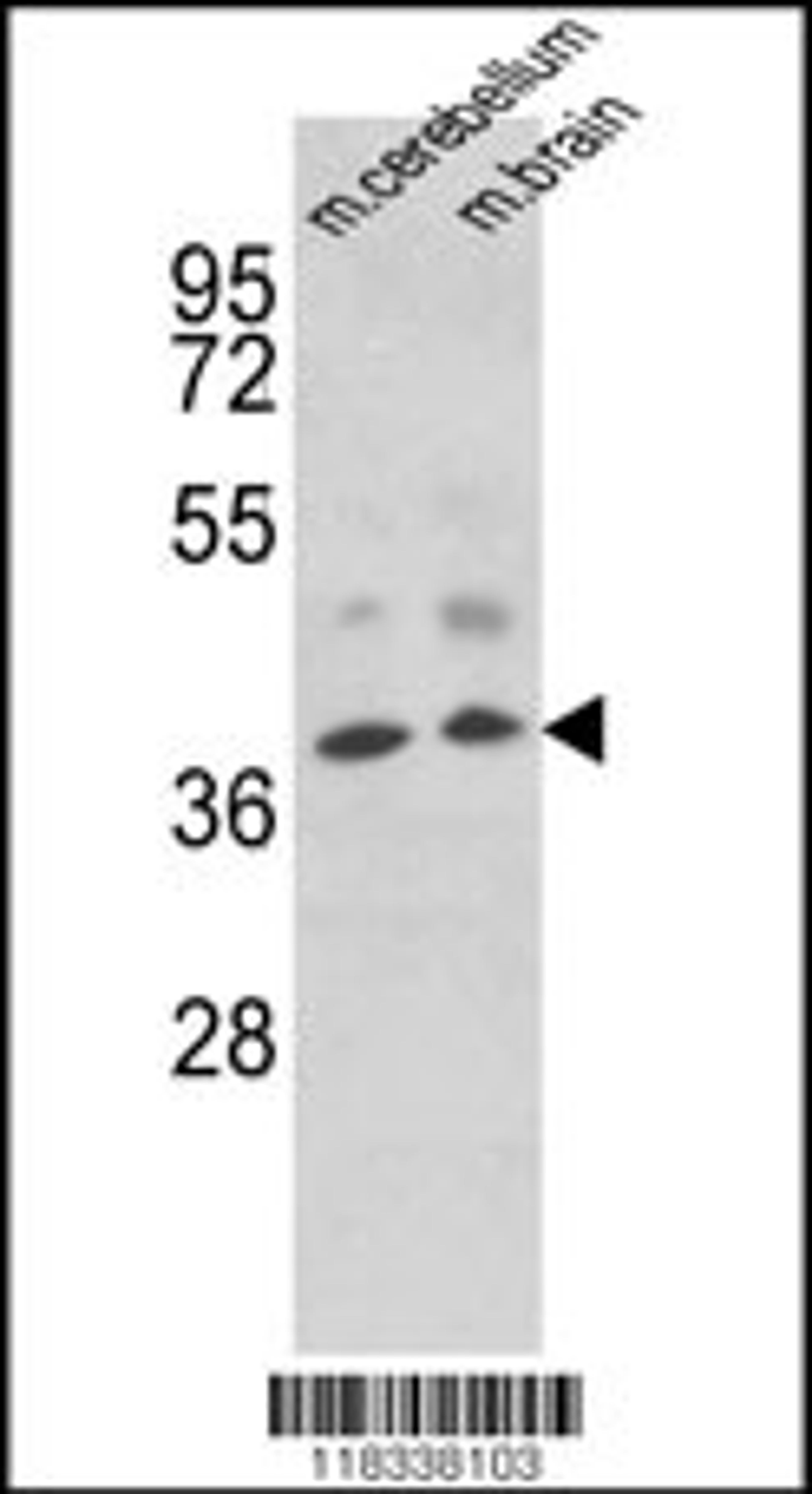 Western blot analysis of EN2 Antibody in mouse cerebellum, brain tissue lysates (35ug/lane)