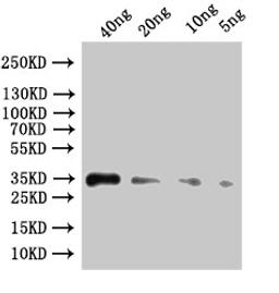 Western Blot. Positive WB detected in: recombinant protein. All lanes:ipaC Antibody at 1:1000. Secondary. Goat polyclonal to rabbit IgG at 1/50000 dilution. Predicted band size: 46.2 kDa. Observed band size: 47 kDa.