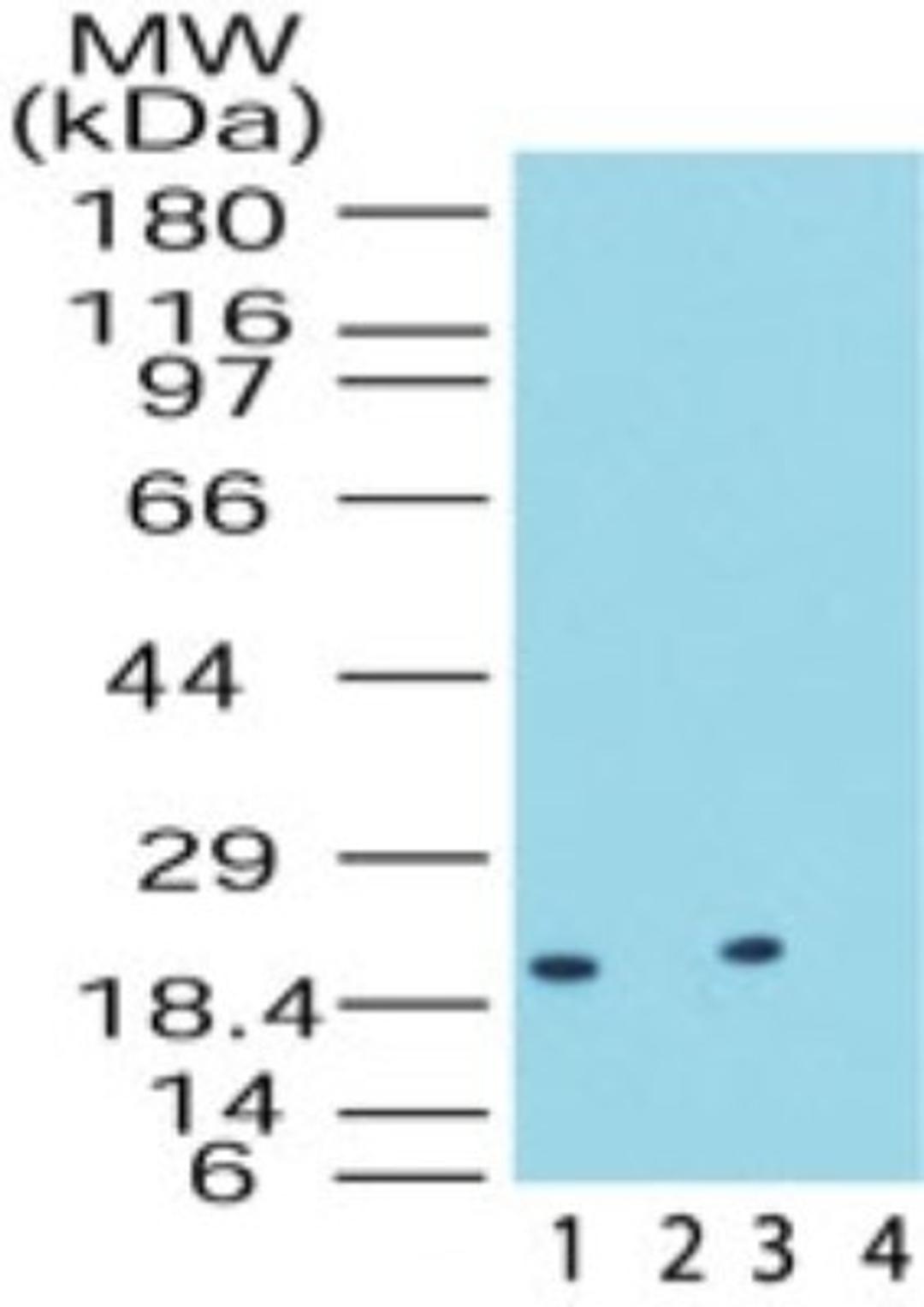 Western Blot: DUSP18 Antibody [NB100-56481] - Western blot analysis of DUSP18 in rat testis lysate in the 1) absence and 2) presence of immunizing peptide and in human testis lysate in the 3) absence and 4) presence of immunizing peptide using NB100-56481 at 0.5 ug/ml.