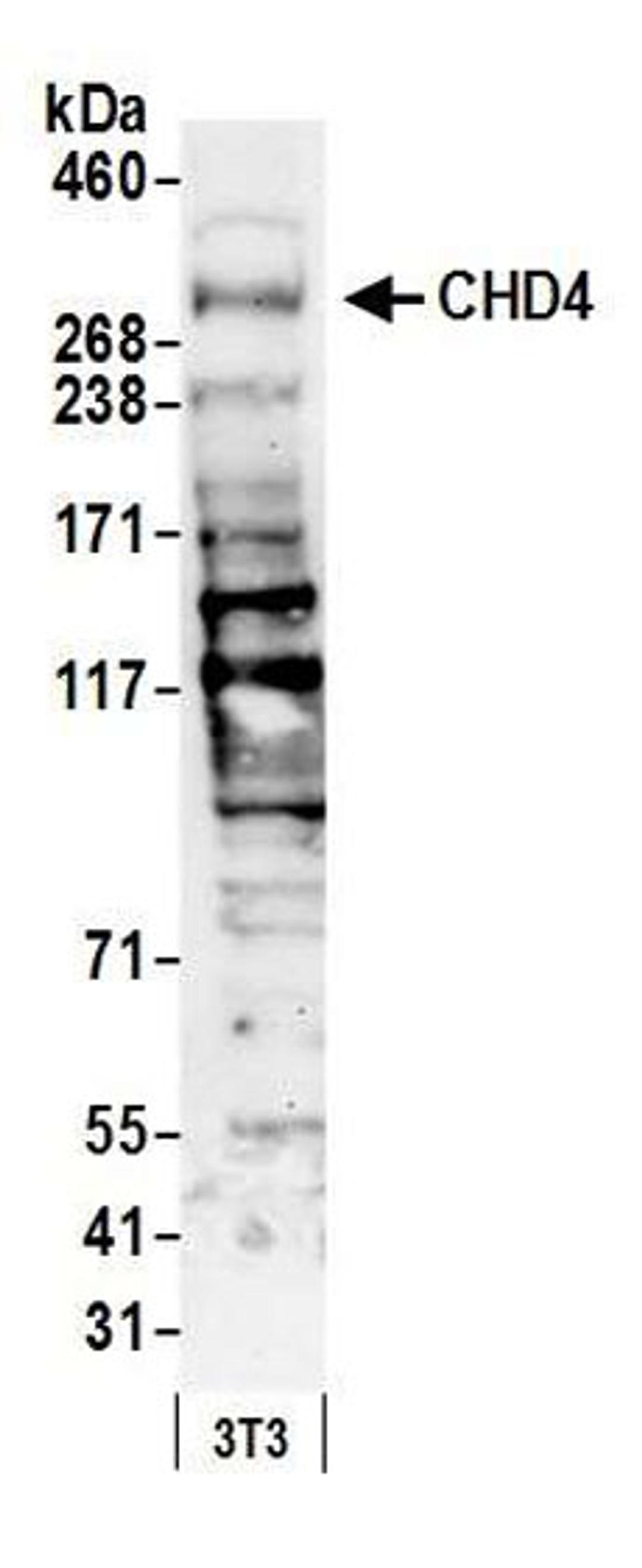 Detection of mouse CHD4 by western blot.