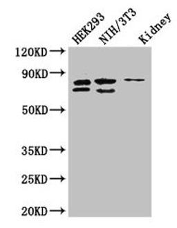 Western Blot. Positive WB detected in: HEK293 whole cell lysate, NIH/3T3 whole cell lysate, Mouse kidney tissue. All lanes: NUP85 antibody at 2.7ug/ml. Secondary. Goat polyclonal to rabbit IgG at 1/50000 dilution. Predicted band size: 76, 53, 70 kDa. Observed band size: 76, 70 kDa. 