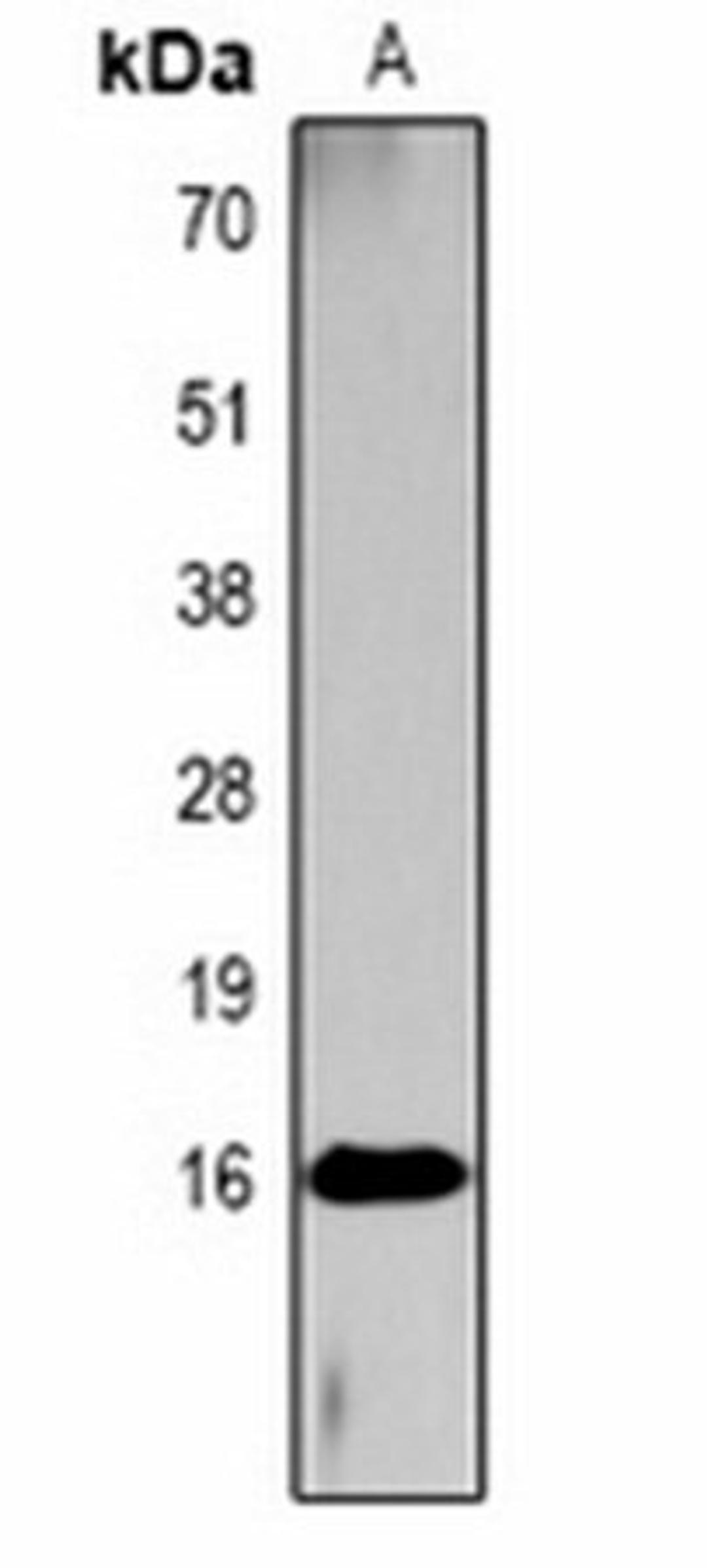 Western blot analysis of  Hela TSA-treated (Lane1) whole cell lysates using Histone H3 (AcK4) antibody